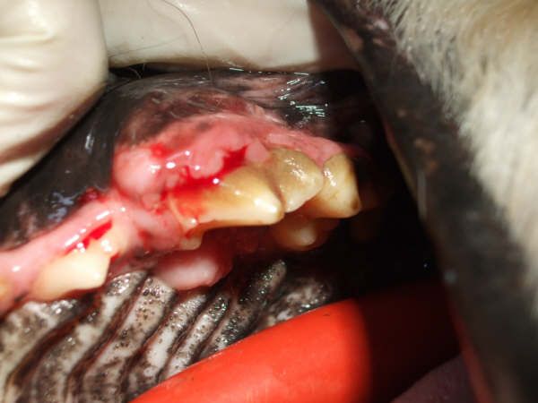 Oral Neoplasia In Dog and Cats